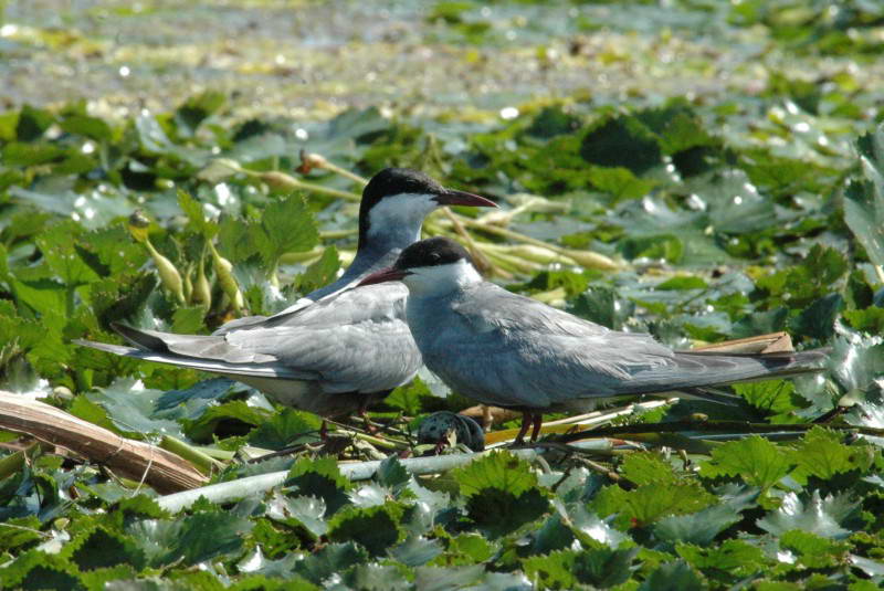 Белощекая крачка, Chlidonias hybrida