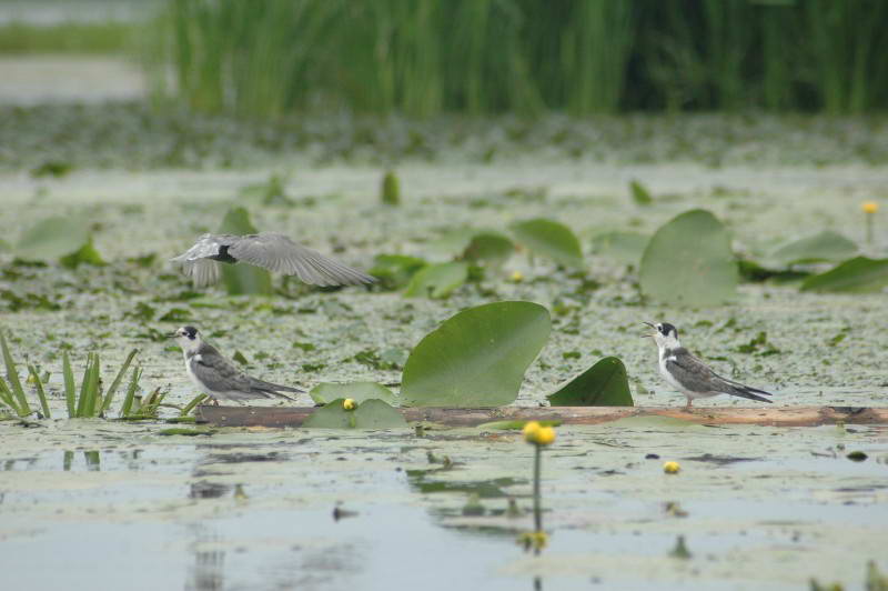 Черная крачка, Chlidonias niger, птенцы