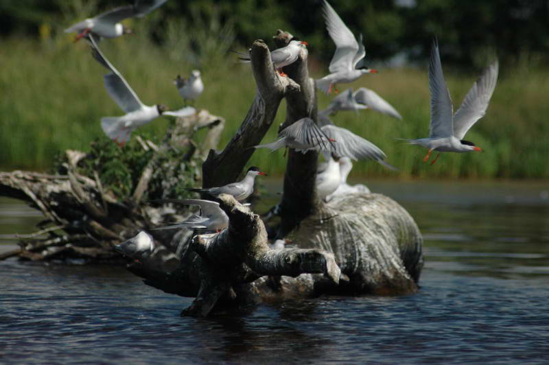 Крачка речная, Sterna hirundo