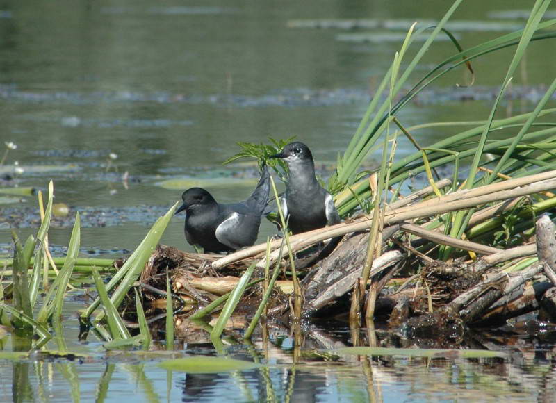 Черная крачка, Chlidonias niger