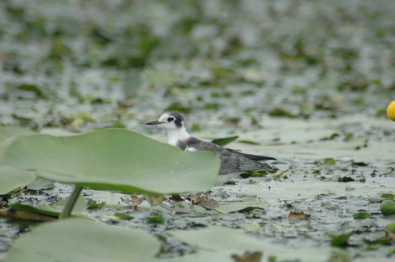 Черная крачка, Chlidonias niger