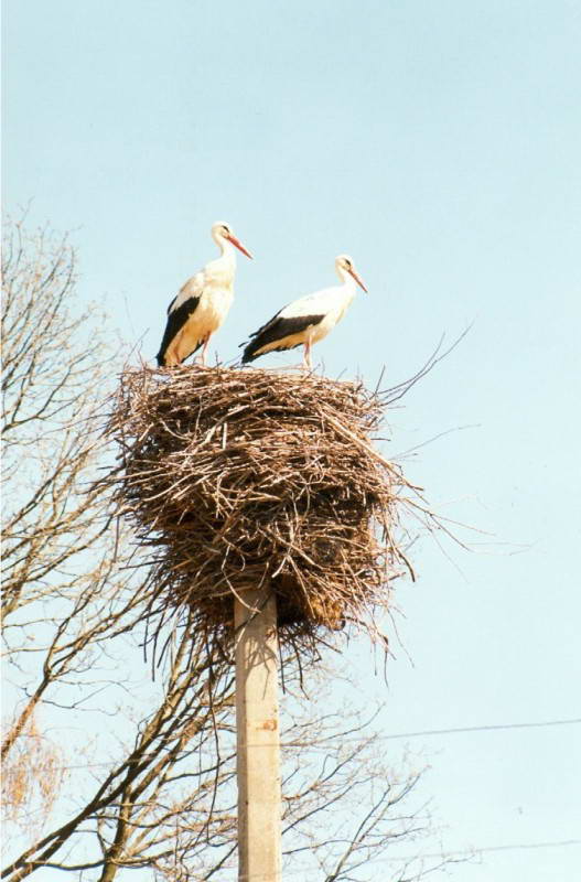 Білий лелека, Ciconia ciconia