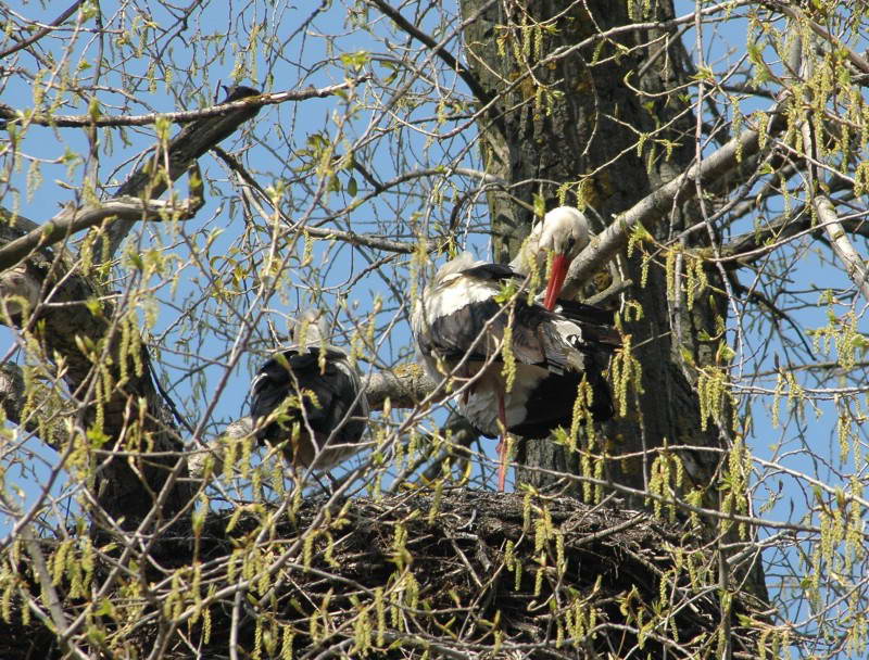 White Stork, Ciconia ciconia