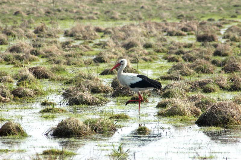 White Stork, Ciconia ciconia