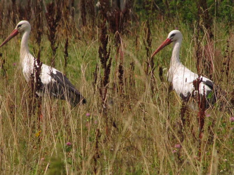 Білий лелека, Ciconia ciconia