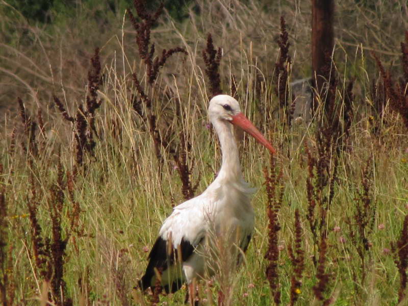 Белый аист, Ciconia ciconia