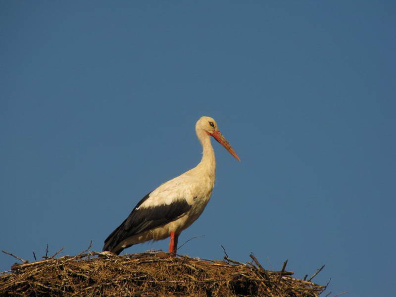 Білий лелека, Ciconia ciconia