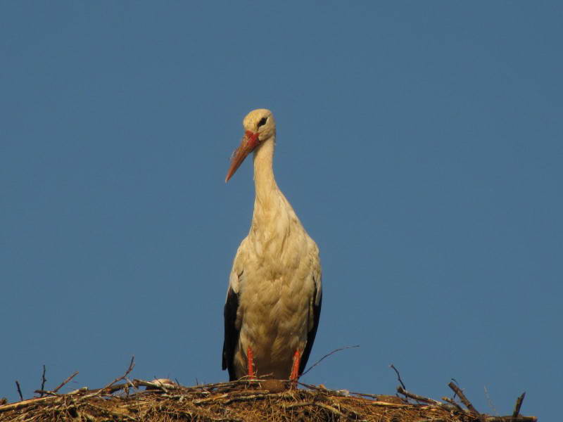 Білий лелека, Ciconia ciconia