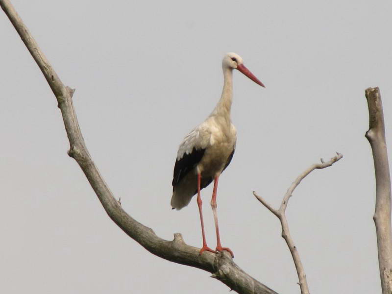 Белый аист, Ciconia ciconia