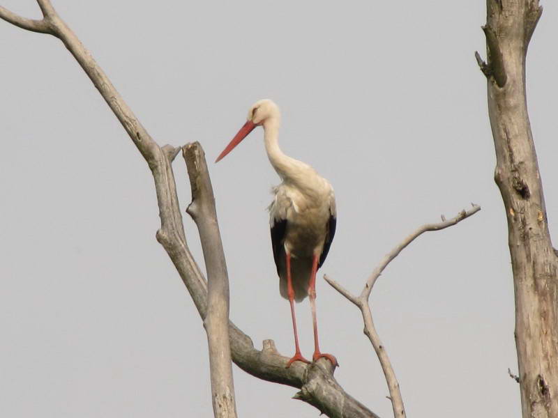 Білий лелека, Ciconia ciconia