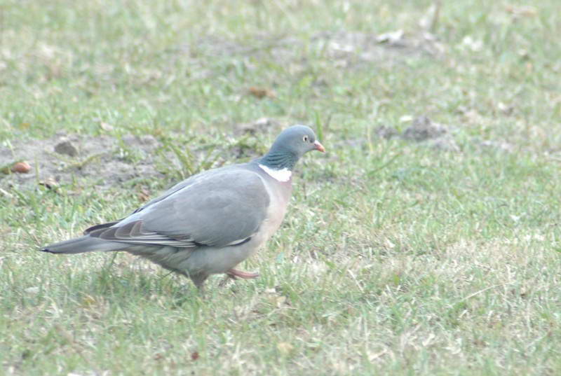 Припутень, Columba palumbus