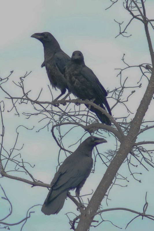 Крук, Corvus corax