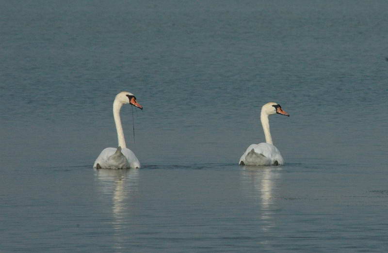 Лебіль шипун, Cygnus olor