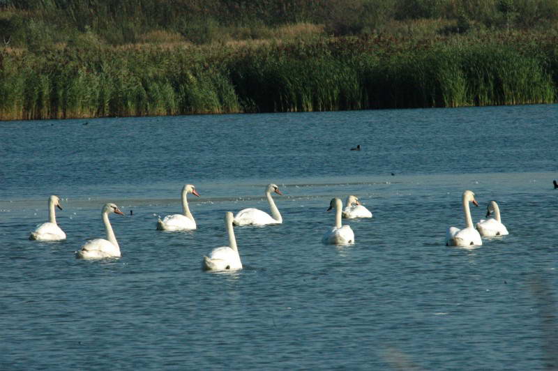 Лебідь шипун, Cygnus olor