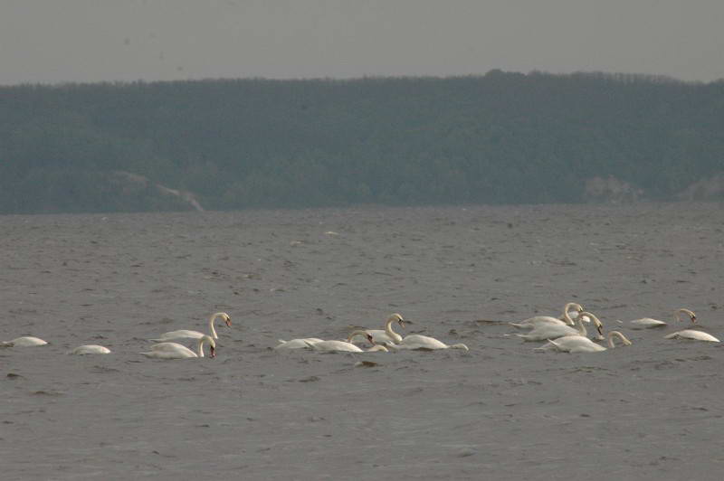 Лебідь шипун, Cygnus olor