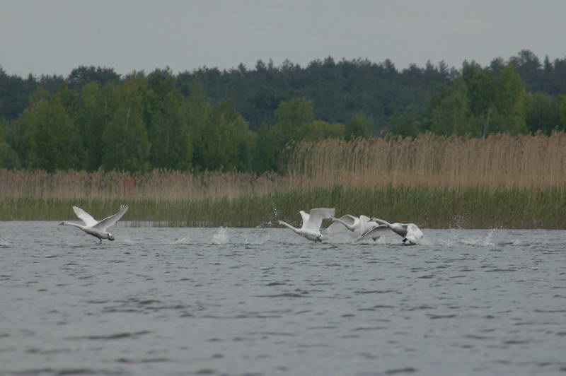 Лебідь шипун, Cygnus olor