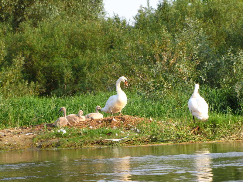 Лебідь шипун, Cygnus olor