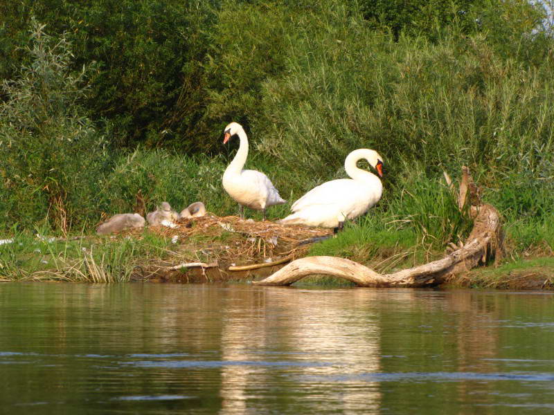 Лебідь шипун, Cygnus olor