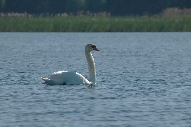 Лебідь шипун, Cygnus olor