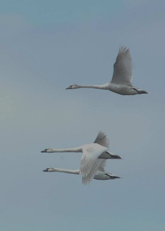 Лебідь шипун, Cygnus olor