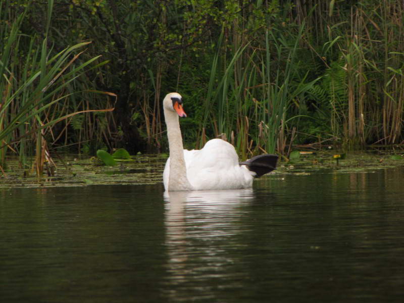 Лебідь шипун, Cygnus olor