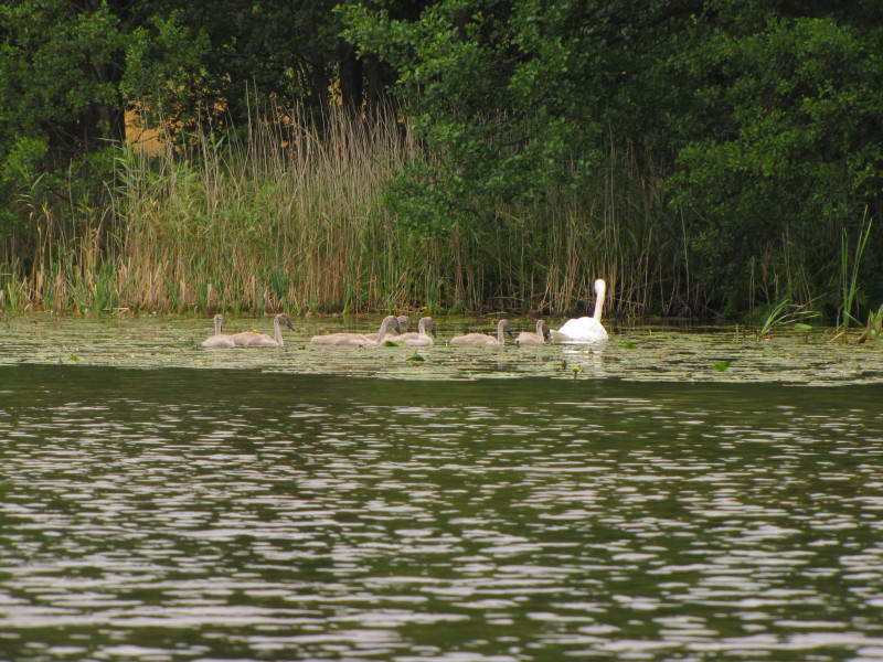 Лебідь шипун, Cygnus olor