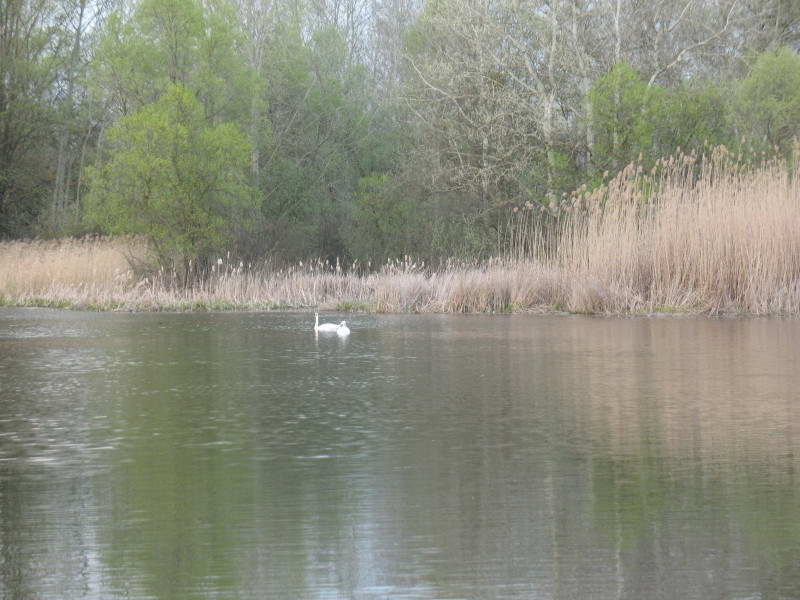 Mute Swan, Cygnus olor