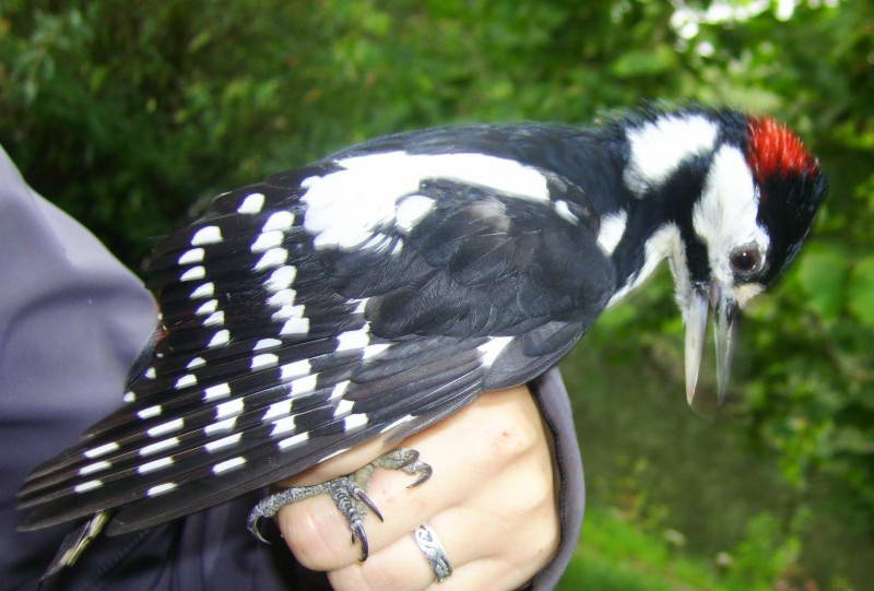 Great Spotted Woodpecker, Dendrocopos…