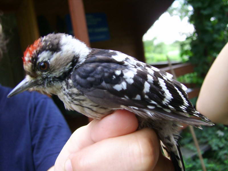 Small Spotted Woodpecker, Dendrocopos…