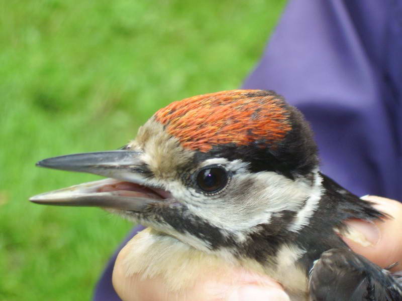 Small Spotted Woodpecker, Dendrocopos…