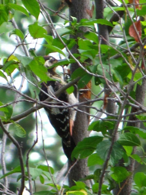 Сирійський дятел, Dendrocopos syriacus