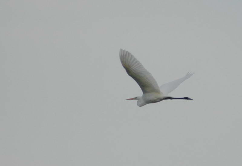 Велика біла чапля, Egretta alba