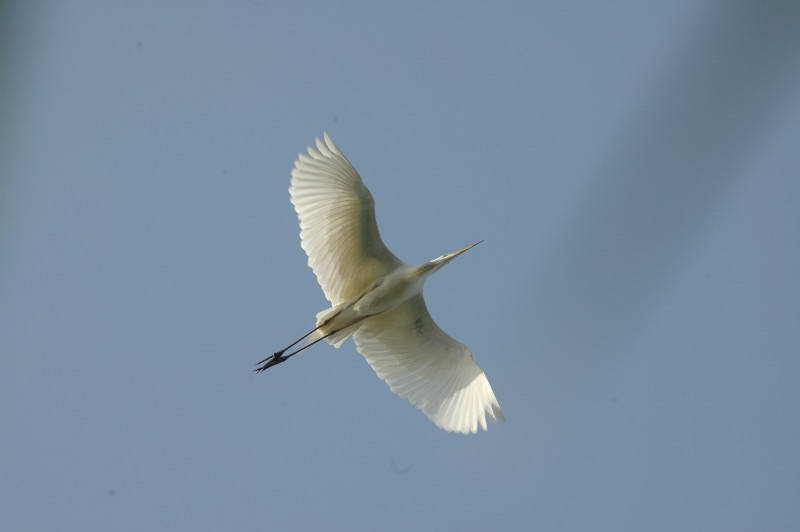 Great White Egret, Egretta alba