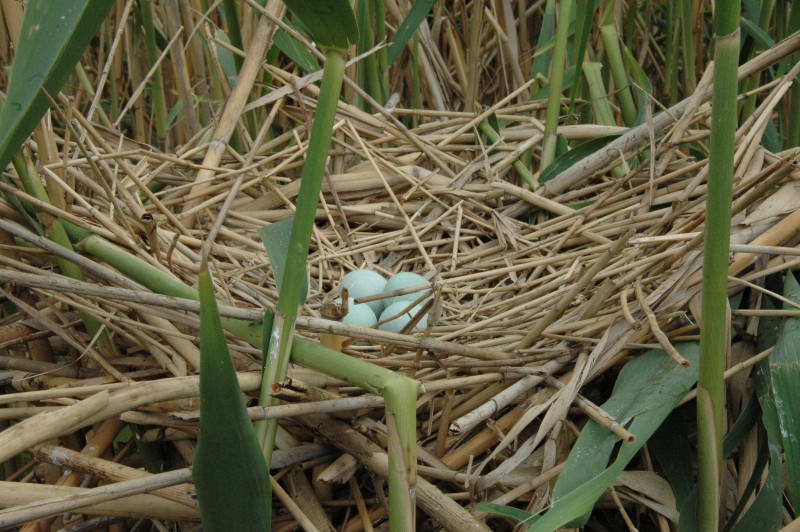 Большая белая цапля, Egretta alba