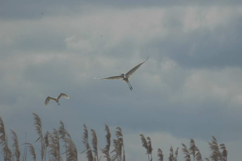 Great White Egret, Egretta alba