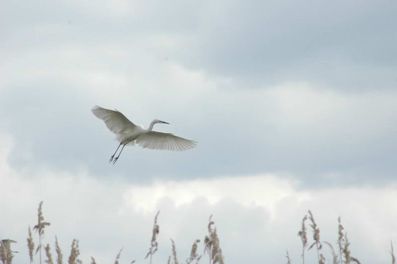 Great White Egret, Egretta alba