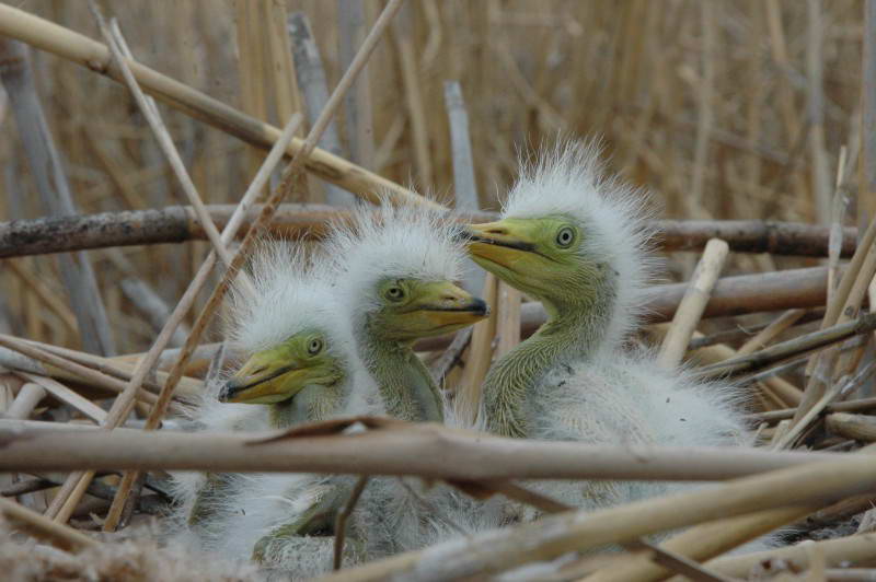 Велика біла чапля, Egretta alba