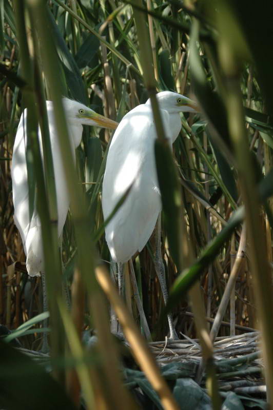 Большая белая цапля, Egretta alba