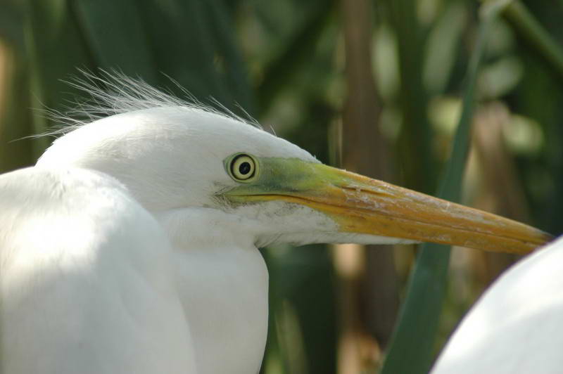 Great White Egret, Egretta alba