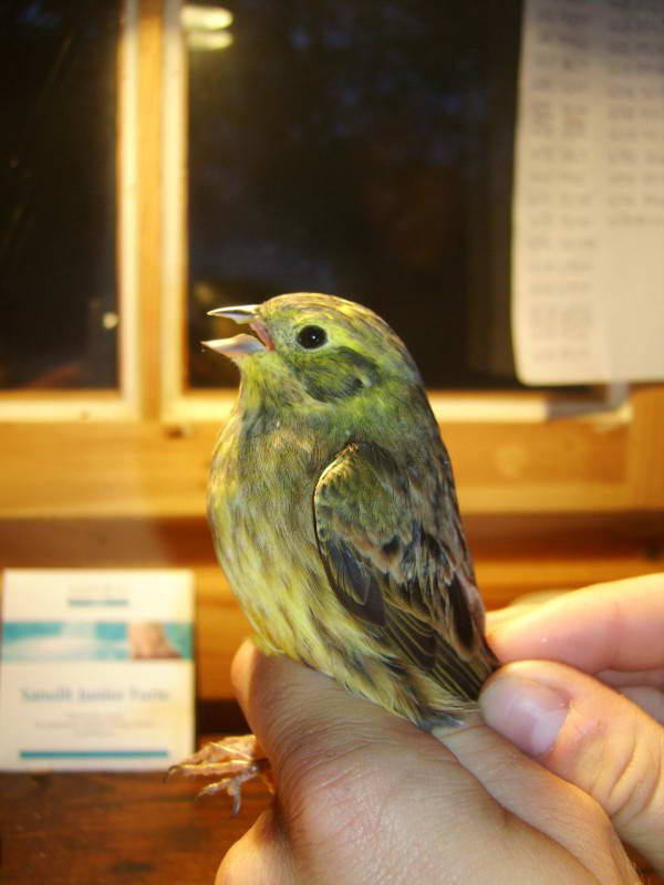 Вівсянка звичайна, Emberiza citrinella