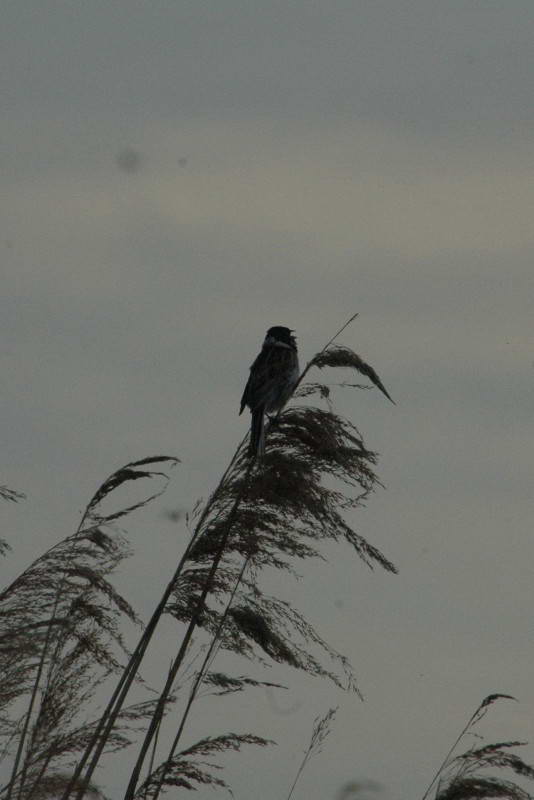 Овсянка тростниковая, Emberiza…