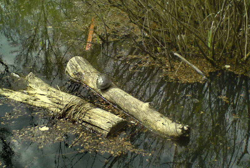 Bog Turtle, Emus orbicularis