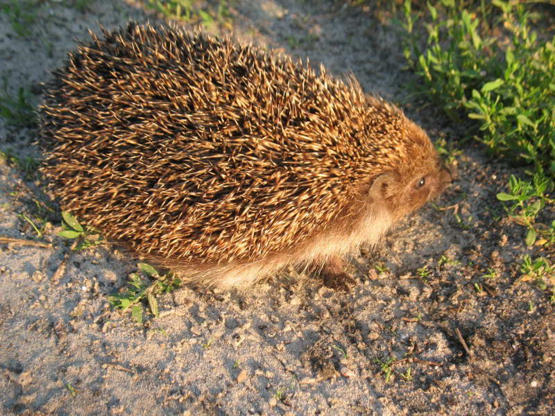 Hedgehog, Ericaneus concolor