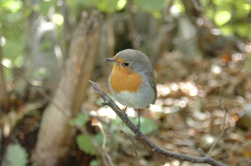 Зарянка, Erithacus rubecula