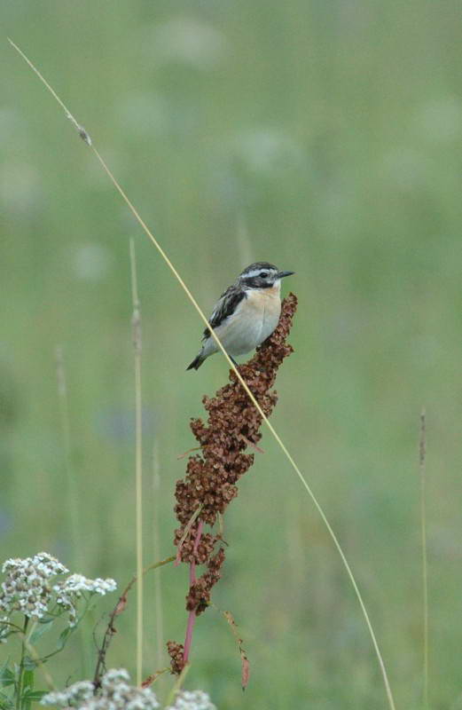 Трав’янка лучна, Saxicola rubetra