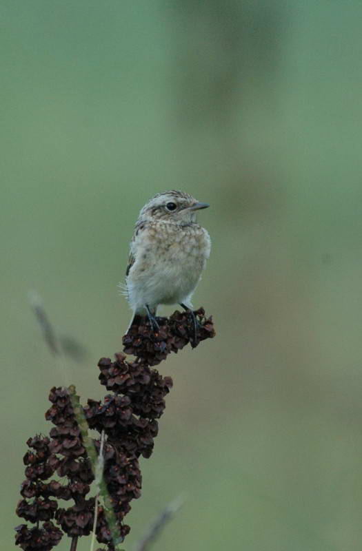 Трав’янка лучна, Saxicola rubetra