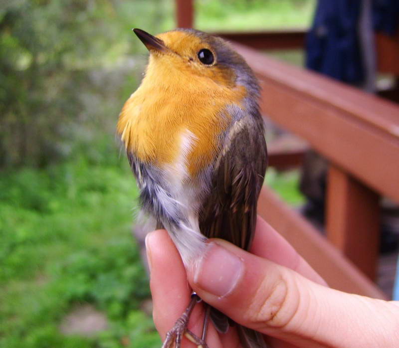 Малинівка, вільшанка, Erithacus rubecula