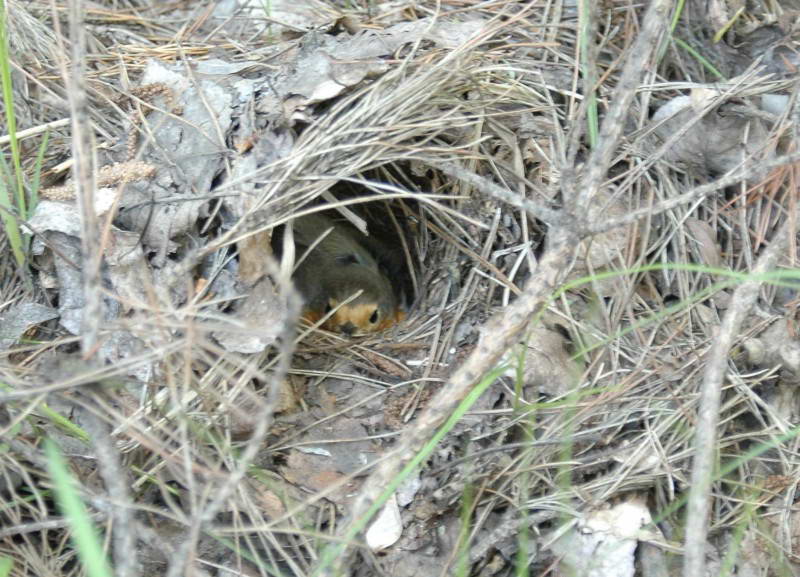 Robin, Erithacus rubecula