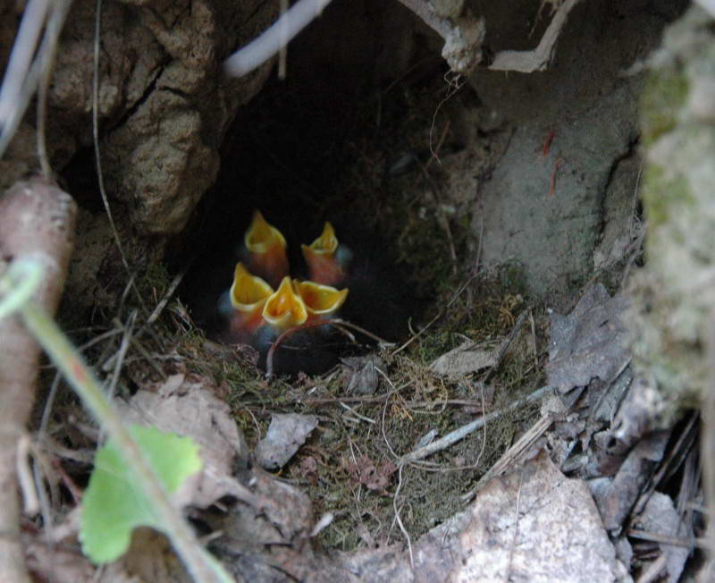 Малинівка, вільшанка, Erithacus rubecula