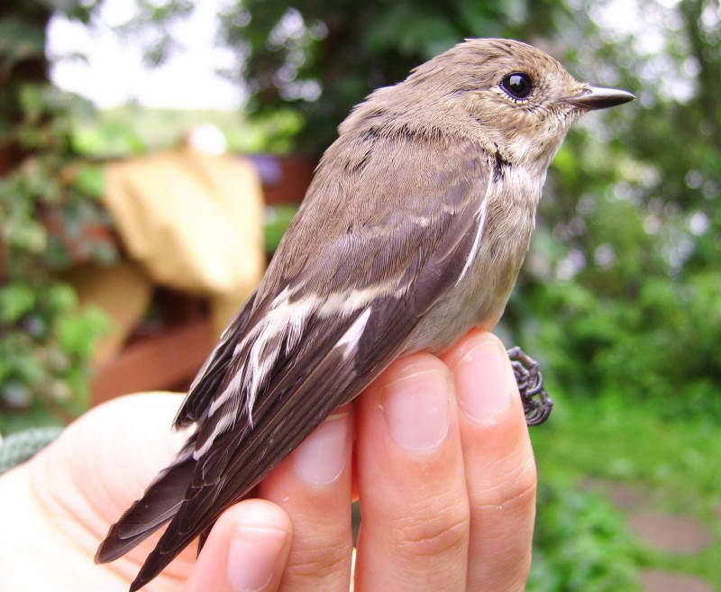 Мухоловка строката, Ficedula hypoleuca